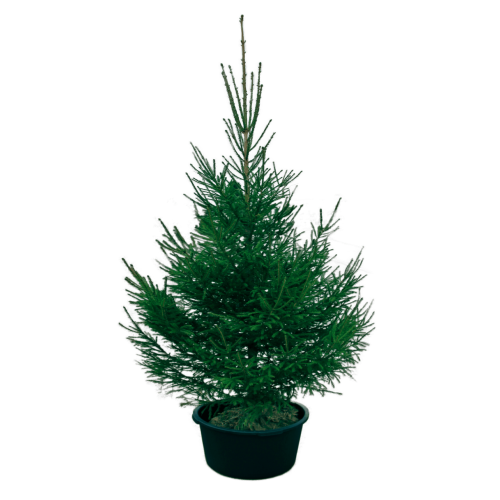 Ель с подставкой