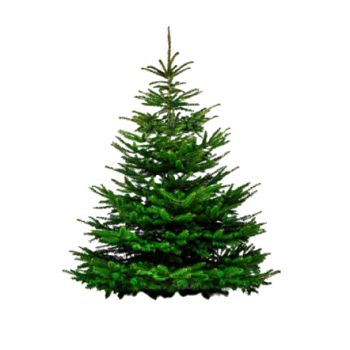 Русская пихта